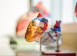 The Benefits of Patient Education in Managing Congestive Heart Failure